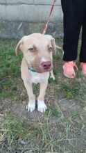 BINGO, Hund, Mischlingshund in Ungarn - Bild 5