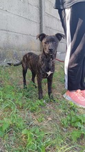 FLOKI, Hund, Mischlingshund in Ungarn - Bild 1