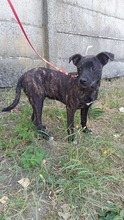 FLOKI, Hund, Mischlingshund in Ungarn - Bild 2