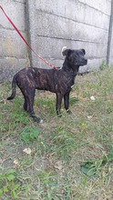 FLOKI, Hund, Mischlingshund in Ungarn - Bild 3
