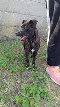FLOKI, Hund, Mischlingshund in Ungarn - Bild 4