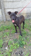 FLOKI, Hund, Mischlingshund in Ungarn - Bild 5