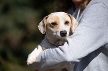 ENOLA, Hund, Mischlingshund in Erkelenz - Bild 1