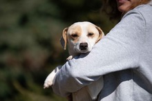ENOLA, Hund, Mischlingshund in Erkelenz - Bild 2