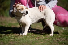 ENOLA, Hund, Mischlingshund in Erkelenz - Bild 3