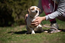 ENOLA, Hund, Mischlingshund in Erkelenz - Bild 4