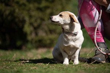 ENOLA, Hund, Mischlingshund in Erkelenz - Bild 5