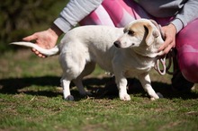ENOLA, Hund, Mischlingshund in Erkelenz - Bild 6
