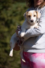 ENOLA, Hund, Mischlingshund in Erkelenz - Bild 7
