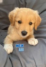 MEIK, Hund, Mischling in Griechenland - Bild 1