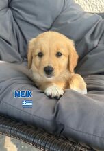 MEIK, Hund, Mischling in Griechenland - Bild 2