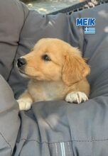 MEIK, Hund, Mischling in Griechenland - Bild 3
