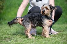 RÜTYO, Hund, Yorkshire Terrier Mischling in Linnich - Bild 4