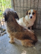 GOOFY, Hund, Mischlingshund in Rumänien - Bild 2