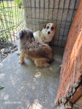 GOOFY, Hund, Mischlingshund in Rumänien - Bild 3