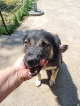 GRISU, Hund, Mischlingshund in Rumänien - Bild 2