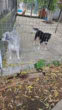 GRISU, Hund, Mischlingshund in Rumänien - Bild 3