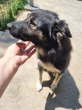 GRISU, Hund, Mischlingshund in Rumänien - Bild 4