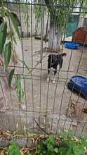 GRISU, Hund, Mischlingshund in Rumänien - Bild 5