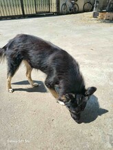 GRISU, Hund, Mischlingshund in Rumänien - Bild 6