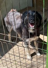 GRISU, Hund, Mischlingshund in Rumänien - Bild 7