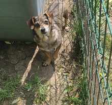 LULU, Hund, Mischlingshund in Rumänien - Bild 2