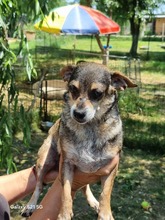 LULU, Hund, Mischlingshund in Rumänien - Bild 3