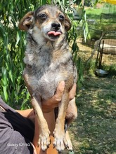 LULU, Hund, Mischlingshund in Rumänien - Bild 4