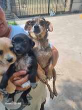 LULU, Hund, Mischlingshund in Rumänien - Bild 5