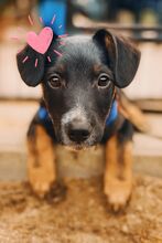 HAZEL, Hund, Mischlingshund in Essen - Bild 1