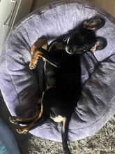 HAZEL, Hund, Mischlingshund in Essen - Bild 2
