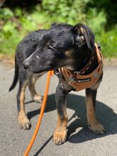 HAZEL, Hund, Mischlingshund in Essen - Bild 3