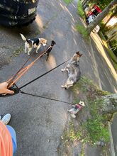 HAZEL, Hund, Mischlingshund in Essen - Bild 4
