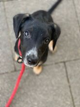 HAZEL, Hund, Mischlingshund in Essen - Bild 5
