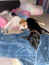 HAZEL, Hund, Mischlingshund in Essen - Bild 6