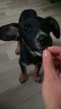 HAZEL, Hund, Mischlingshund in Essen - Bild 7