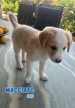 MACCHIATO, Hund, Mischling in Griechenland - Bild 1
