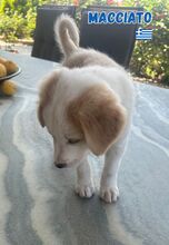 MACCHIATO, Hund, Mischling in Griechenland - Bild 2