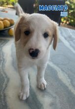 MACCHIATO, Hund, Mischling in Griechenland - Bild 3