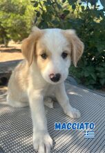 MACCHIATO, Hund, Mischling in Griechenland - Bild 4