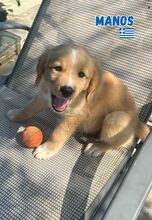 MANOS, Hund, Mischling in Griechenland - Bild 2