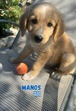 MANOS, Hund, Mischling in Griechenland - Bild 3