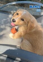 MANOS, Hund, Mischlingshund in Griechenland - Bild 1