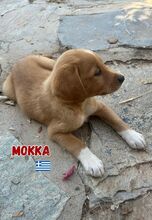 MOKKA, Hund, Mischling in Griechenland - Bild 2