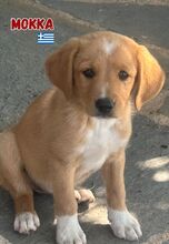 MOKKA, Hund, Mischling in Griechenland - Bild 3