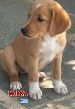 MOKKA, Hund, Mischling in Griechenland - Bild 4