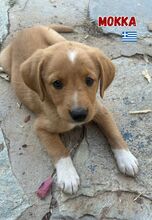 MOKKA, Hund, Mischling in Griechenland - Bild 5