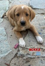 MOKKA, Hund, Mischlingshund in Griechenland - Bild 1