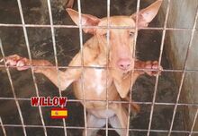 WILLOW, Hund, Podenco in Goch - Bild 1