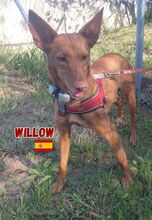 WILLOW, Hund, Podenco in Goch - Bild 2